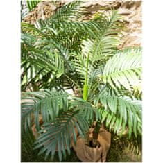 Europalms Palma Areca, 2 kmeny, 120 cm