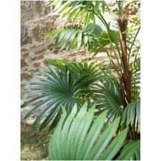 Europalms Vějířová palma, 155 cm