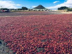 mamacoffee výběrová káva Nicaragua Chavarría Honey zrnková 250 g - mléčná čokoláda a kiwi s medovou sladkostí