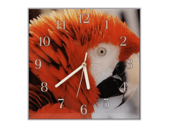 Glasdekor Nástěnné hodiny 30x30cm papoušek ara arakanga - Materiál: kalené sklo