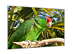 Glasdekor Obraz skleněný papoušek amazoňan na větvi - Rozměry-obdélník: 60 x 70 cm