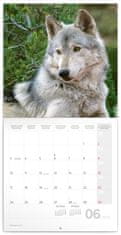 Presco Publishing Poznámkový kalendář Vlci 2024, 30 × 30 cm