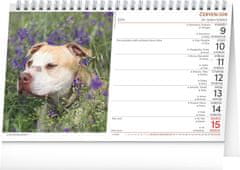 Notique Stolní kalendář Psi – Psy CZ/SK 2025, 23,1 x 14,5 cm