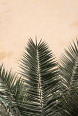 Pelcasa Palm Leaves And Wall_1 - 30x40 cm 