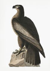 Pelcasa Great American Sea Eagle From Birds Of America (1827) - 70x100 cm 