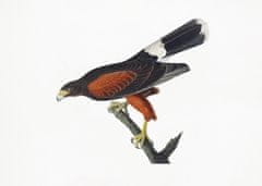 Pelcasa Louisiana Hawk From Birds Of America (1827 - 50x70 cm 