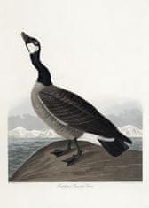 Pelcasa Hutchins'S Barnacle Goose From Birds Of America (1827) - 21x30 cm 