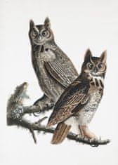 Pelcasa Great Horned Owl From Birds Of America (1827) - 21x30 cm 