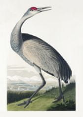 Pelcasa Hooping Crane From Birds Of America (1827) - 21x30 cm 