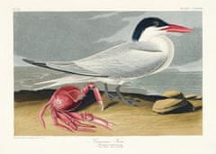 Pelcasa Cayenne Tern From Birds Of America (1827) - 50x70 cm 