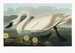 Pelcasa Common American Swan From Birds Of America (1827) - 70x100 cm 