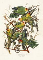 Pelcasa Carolina Parrot From Birds Of America (1827) - 21x30 cm 