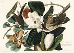 Pelcasa Black Billed Cuckoo From Birds Of America (1827) - 70x100 cm 