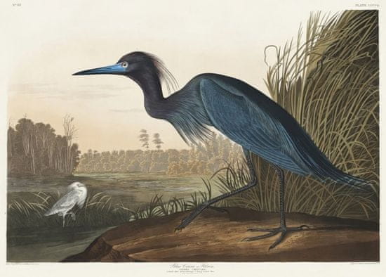 Pelcasa Blue Crane Or Heron From Birds Of America (1827) - 21x30 cm