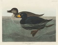 Pelcasa American Scoter Duck From Birds Of America (1827) - 21x30 cm 