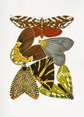 Pelcasa Butterflies 6 - 30x40 cm 