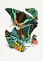 Pelcasa Butterflies 3 - 30x40 cm 