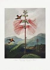 Pelcasa Largenflowering Sensitive Plant From The Temple Of Flora (1807) - 70x100 cm 