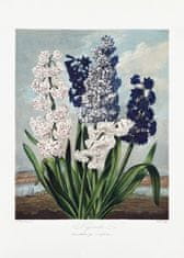 Pelcasa Hyacinths From The Temple Of Flora (1807) - 70x100 cm 