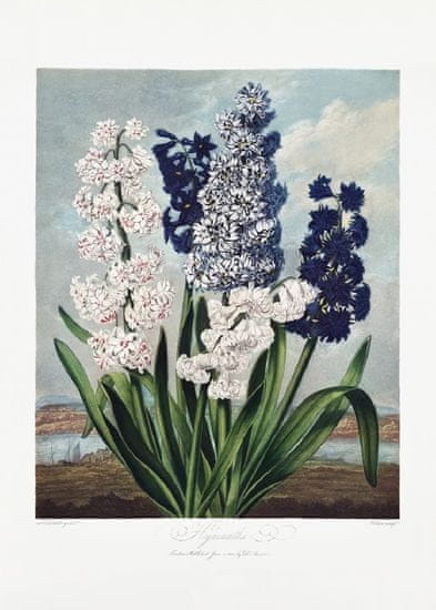 Pelcasa Hyacinths From The Temple Of Flora (1807) - 70x100 cm