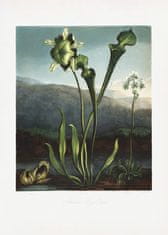 Pelcasa American Bog Plants From The Temple Of Flora (1807) - 21x30 cm 