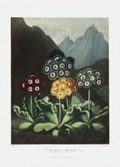 Pelcasa A Group Of Auriculas From The Temple Of Flora (1807) - 30x40 cm 