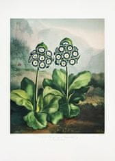 Pelcasa A Group Of Auriculas From The Temple Of Flora 2 (1807) - 21x30 cm 