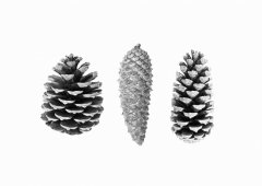 Pelcasa Pine Cone Study - 50x70 cm 