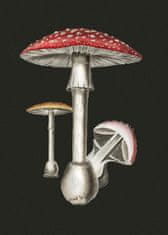 Pelcasa Amanita Muscaria Dark Background - 70x100 cm 