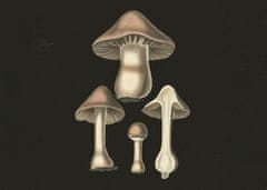 Pelcasa Agaricus Bulbosus Dark Background - 70x100 cm 