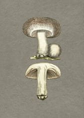 Pelcasa Field Mushroom - 70x100 cm 