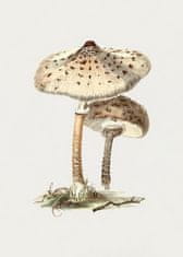 Pelcasa Hand Drawn Parasol Mushroom - 70x100 cm 