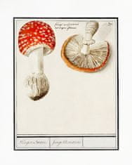 Pelcasa Fly Agaric, Amanita Muscaria - 30x40 cm 