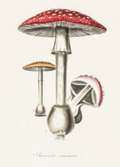 Pelcasa Amanita Muscaria Illustration. Medical Botany 1836 - 50x70 cm 