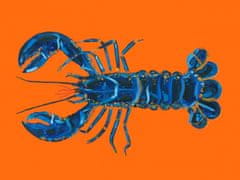 Pelcasa Lobster On Orange - 30x40 cm 