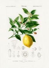 Pelcasa Lemon (Citrus Limonium) - 70x100 cm 