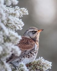 Pelcasa Fieldfare In A Winter Setting - 50x70 cm 