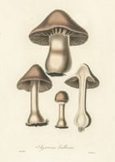 Pelcasa Agaricus Bulbosus Illustration. Medical Botany 1836 - 21x30 cm 