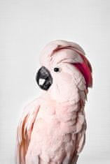 Pelcasa Pink Cockatoo - 30x40 cm 