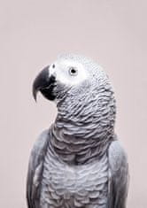 Pelcasa African Grey - 21x30 cm 