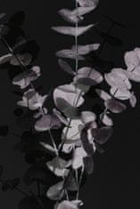 Pelcasa Eucalyptus_Negative_001 - 50x70 cm 