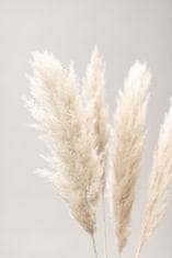 Pelcasa Pampas Grass Grey 02 - 70x100 cm 