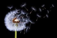 Pelcasa Dandelion Blowing - 21x30 cm 