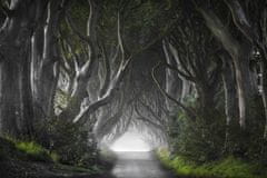 Pelcasa Dark Hedges - 50x70 cm 