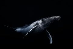 Pelcasa Black Aamp Whale - 50x70 cm 