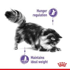 Royal Canin  Appetite Control Care Krmivo Mokré V Želé Pro Kočky Dospělé