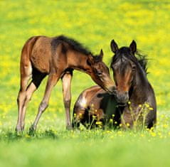 Kalendář nástěnný 2025 - Horses