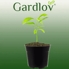 Gardlov Sada 500 ks Výrobních Hrnců, Černá, Plastové, Průměr 16 cm