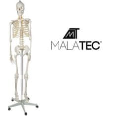 Malatec Anatomický Model Lidské Kostry 1:1, Bílá, Plast + Kov, 180 cm