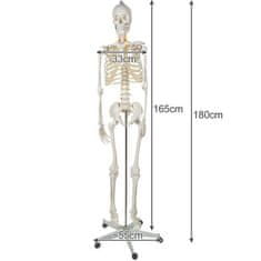 Malatec Anatomický Model Lidské Kostry 1:1, Bílá, Plast + Kov, 180 cm